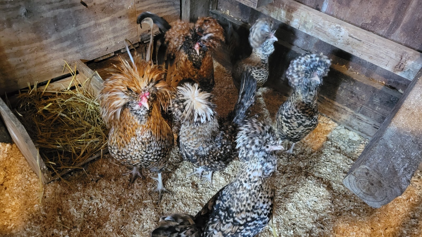 6 (+ 23 extra) LF Candy Corn Polish Chicken Hatching Eggs eBay