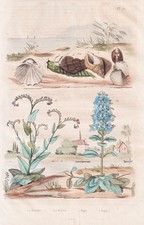 Bugloss Echium Caracoles Caracoles Conchas Shells Grabado en Acero Guerin-Meneville 1833