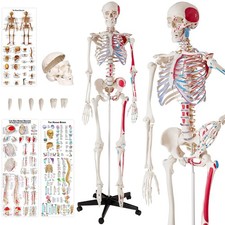 Skeleton Human Anatomical Model Medical Bones Life Size Anatomy Models Body