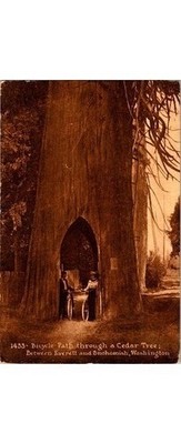Bicycle Path Thru Cedar Tree Postcard Snohomish County WA c1900s Mitchell Pub
