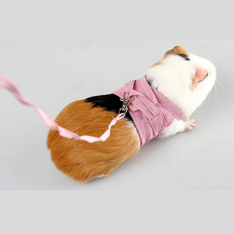 Chinchilla leash and shop harness