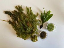 Goldfish Pond/Aquarium Plant Bundle- Moss, Duckweed, Hornwort. Easy Live Plants