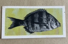 UNITED TOBACCO SOUTH AFRICA -AFRICAN FISH WILDEPERD (ZEBRA) NO24