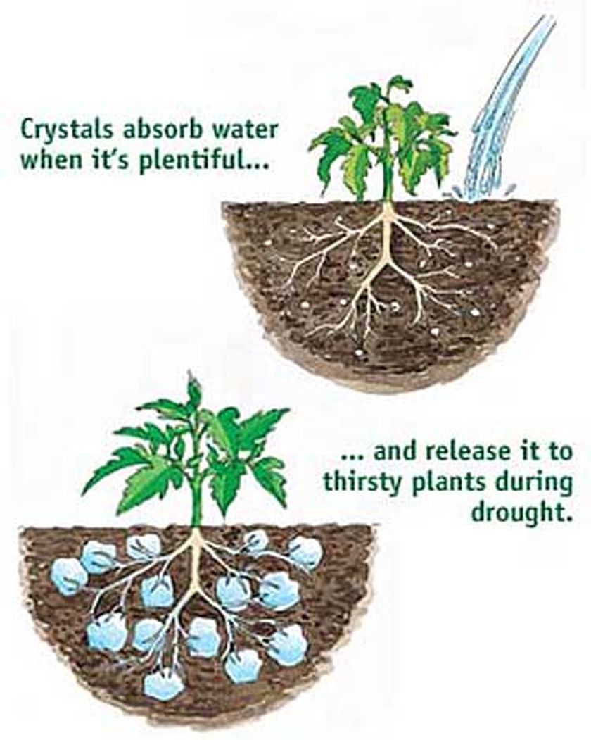 Water Absorbing Polymer Crystals Soil Moist Cricket Water Gel eBay