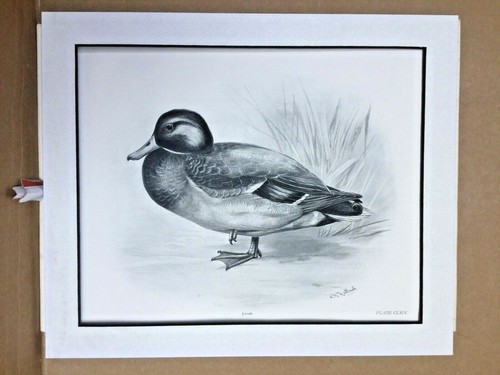 Drake Mallard gravure photo ancienne originale tirage en vrac 1908 Lilian Medland - Photo 2/11