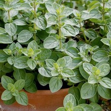 Italian Oregano Seeds - 2000 Count - For 2026 Planting Origanum Vulgare Wild