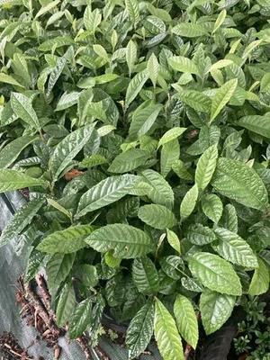 Neflier du Japon, Eriobotrya japonica 5 a 50 jeunes plantes