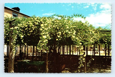 Rose Tree Largest White Lady Banksia Rose Lady Inn Tombstone AZ Postcard