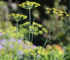 100 seeds Bouquet Dill  ** heirloom and organic crop of 2024 **