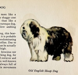 Old English Sheep Dog 1939 Breed Art Ole Larsen Color Plate Print Antique PCBG18