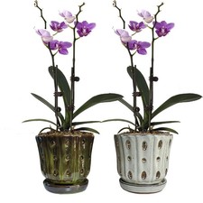 Grdthzey 4.9 inches wide, 4.5 tall, 3.7 deep, Mossgreen white