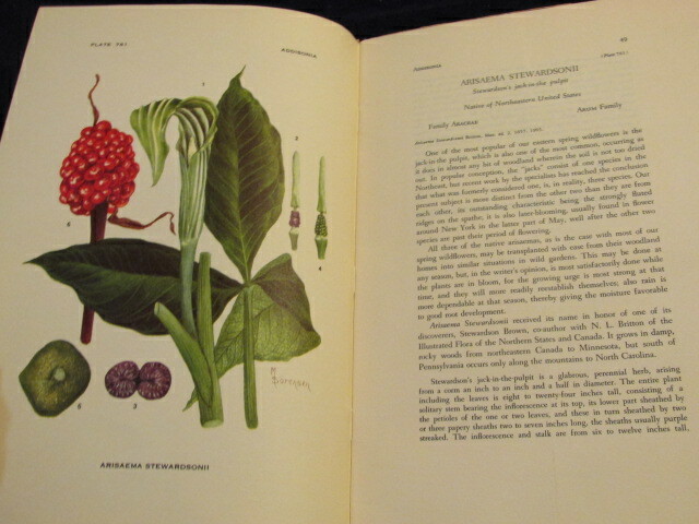 Vtg Color Botanical Prints 10 3/4x7