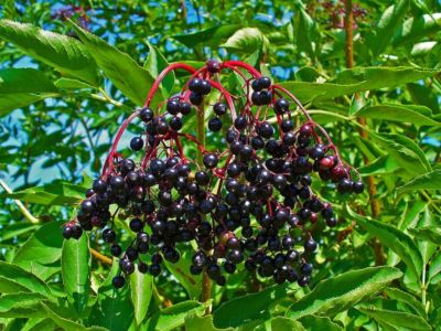 Schwarzer Holunder  Sambucus nigra  Elderberry 2500+ Samen - FREE SHIPPING G 036