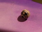 ANCIENT PYU SWAT VALLEY BANDED AGATE SOLOMON TYPE BANDED WORN RD. BEAD 6.1 MM — photo 3