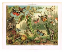 Mimicry 1897  Camouflage Animal Defense Mechanism Armor Sharp Body  Herding