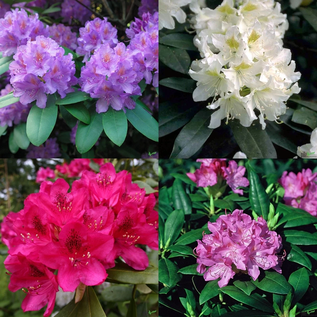 Rhododendron Pflanzen, Strucher & Hecken aus Torf online kaufen | eBay.de