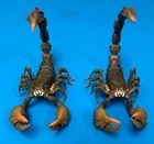G.I. Joe Classified Series #180 Cobra Desert  “SKRP10N-25” Only x 2