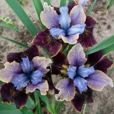 1 BLACK JOKER SIBERIAN IRIS Bare Root Perennial Rhizome STRIKING VELVETY BLOOMS