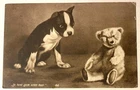 Dog BOSTON TERRIER and Teddy Bear Old dog postcard  1909