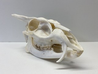 Deer Skull