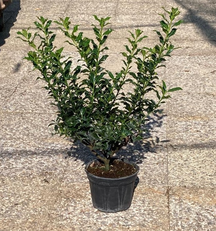 Foto 1 di 7