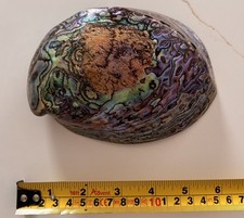 Large Natural Paua Abalone Shell Iridescent Polished Finish