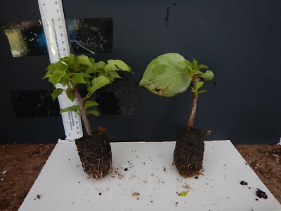 Barbara Karst Bougainvillea Starter Plant - Well Rooted, Bare Root Ship, Vibrant Blooms