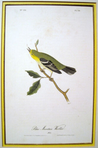 John James Audubon: ""Curruca de montaña azul"" 1844 - Imagen 1 de 1