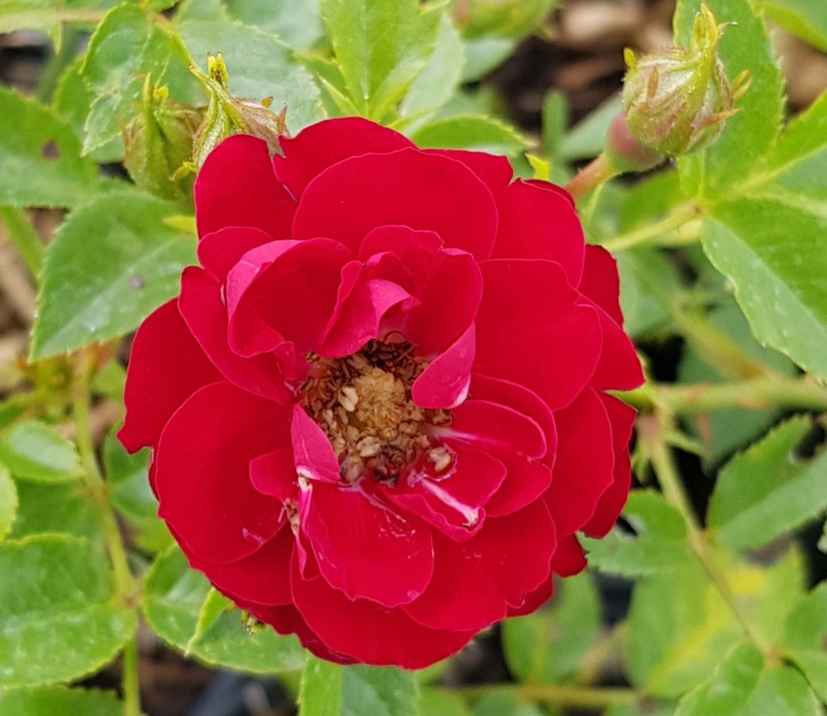 Rosa Fairy Donkerrood rosier couvre-sol pour habiller une terrasse en bac ou massif