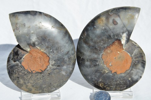 Large Black Ammonite Pair Crystal 89mm 110myo Dinosaur age FOSSIL 3.5" n2257uu - Picture 5 of 5