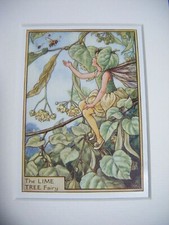 Vintage Flower Faires Print & Mount The Lime Tree Fairy Cicely Barker c1930's 