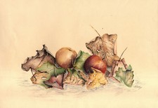 NATURA MORTA FRUTTA E FOGLIE - AUTUNNO - STILL LIFE - Disegno Originale 1900
