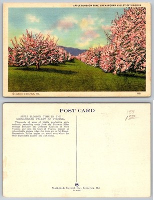 Vintage Linen Postcard: Shenandoah Valley Apple Blossom Time Virginia VA