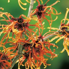 Zaubernuss - Hamamelis rot gelb orange leuchtend winterblühend Strauch duftend