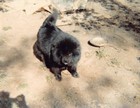 Original Photo 4x5.5 Chow Chow Pet Dog H19 #1