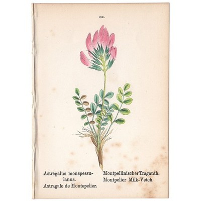 Antique 1879 botanical print hand-colored lithograph 130 Montpelier Milk-Vetch