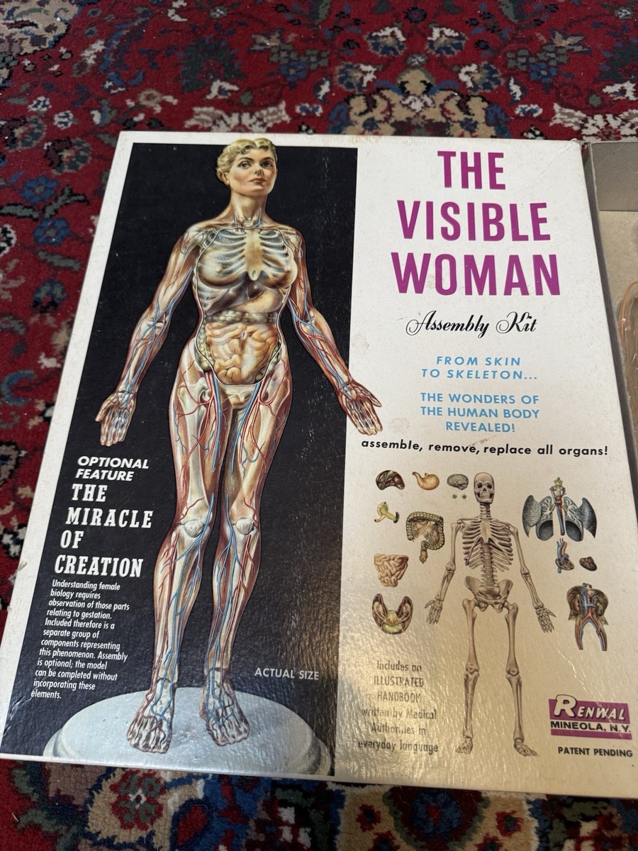 THE VISIBLE WOMAN Assembly Kit Vintage Renwal ORIGINAL box | eBay