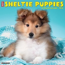 Sheltie Puppies 2026 12 X 12 Wall Calendar - 9781549252754