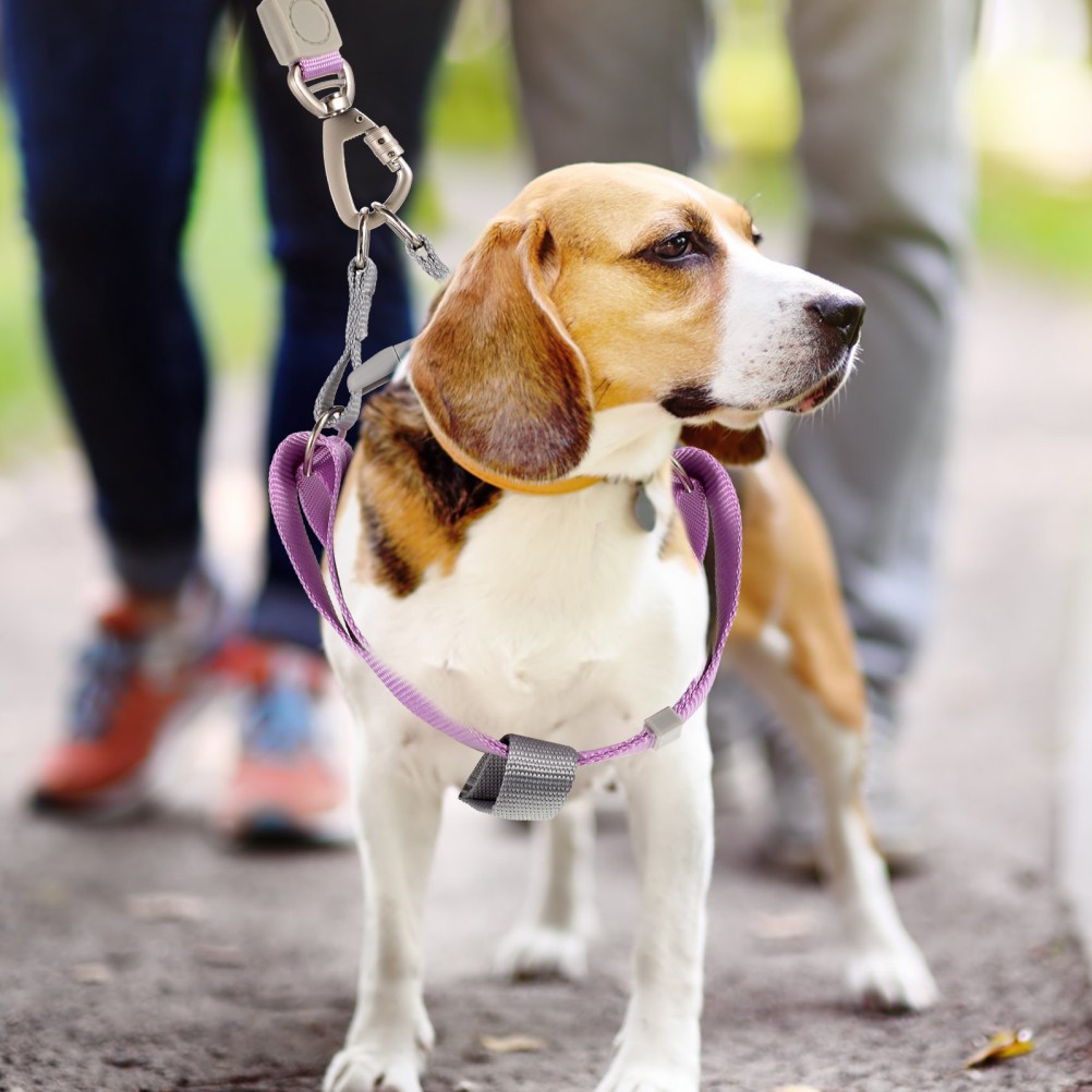 Set di Imbracatura e Guinzaglio per Cani foto 5