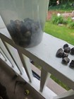 3lbs of Unpolished Almandine Garnets Found In Roxbury Ct — photo 4