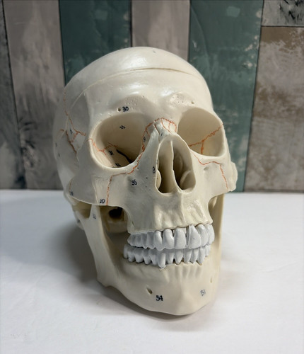 1:1 Numbered Human Head Skull Model Skeleton Medicine Anatomy Teaching Supplies