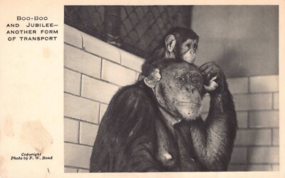 POSTKARTE - LONDONER ZOO - BUH & JUBILÄUM - EIN ANDERES TRANSPORTMITTEL - SCHIMPANSE