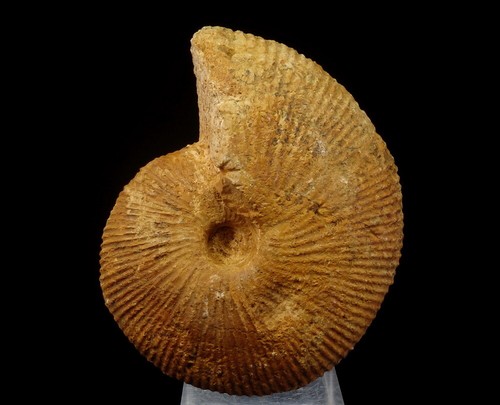 AMMONITE - Macrocephalites --- 9 cm -- JURASSIC CALLOVIAN -------- POLAND /pe376 - Picture 5 of 12