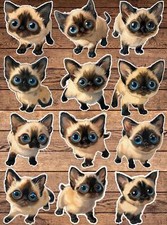 Silly Siamese Cat Die Cut Stickers Set Laptop Sticker WaterBottle Sticker