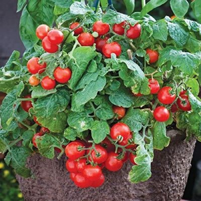 50 Tiny Tim Bonsai Tomato Dwarf Heirloom Seeds for Planting | eBay