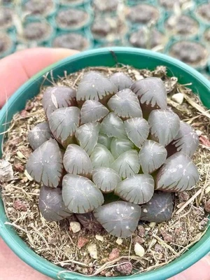 1AM SUCCULENTS Rare Haworthia Cooperi OB1 Succulent - Unique and Stunning