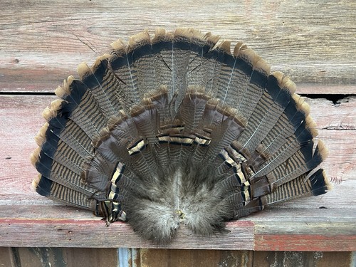 1 - Adult Eastern Wild Turkey Tail Fan for Turkey Decoy #10