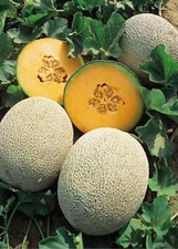 Cantaloupe Sweet Melon 30 Seeds - Home Grown In Oregon - Organic