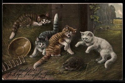 Katzen fürchten sich vor einem Igel, Ansichtskarte 