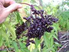 American Elderberry, Sambucus canadensis, Shrub Seeds (Fast, Edible, Hardy)